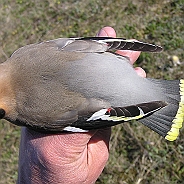 Bohemian Waxwing